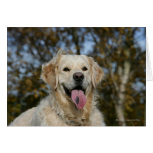 Capture d'écran Golden Retriever 3