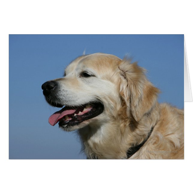 Capture d'écran Golden Retriever 4 (Devant horizontal)