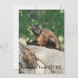 Capuchin Monkey Cute But Cranky