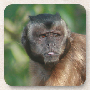 Capuchin Monkey Cute But Cranky Coaster