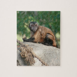 Capuchin Monkey Cute But Cranky Jigsaw Puzzle