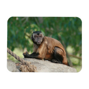 Capuchin Monkey Cute But Cranky Magnet
