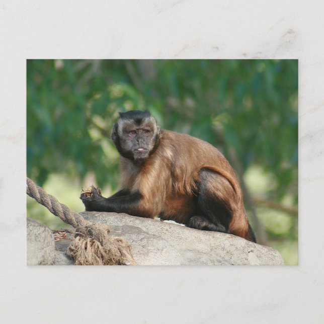 Capuchin Monkey Cute But Cranky Postcard (Front)