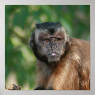 Capuchin Monkey Cute But Cranky Poster