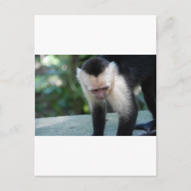 Capuchin Monkey.JPG Postcard (Front)