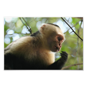 Capuchin Monkey Photo Print
