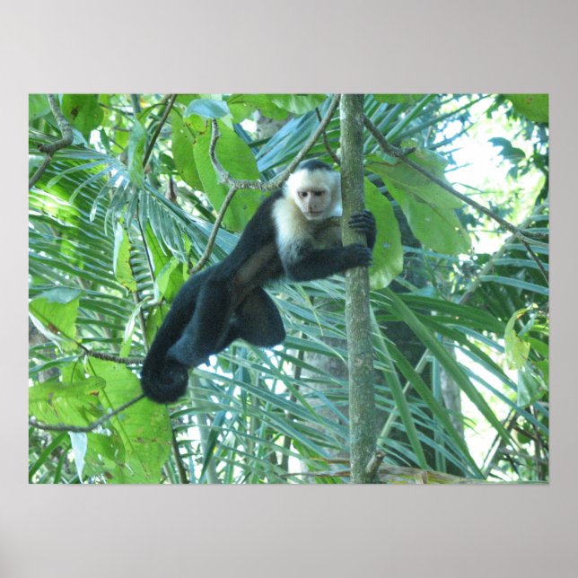 Capuchin Monkey Poster (Front)