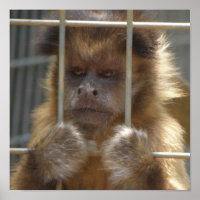 Capuchin Monkey Print