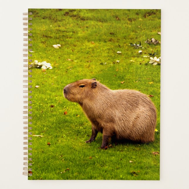 Capybara (Devant)
