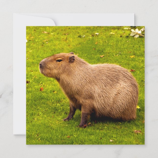 Capybara (Front)