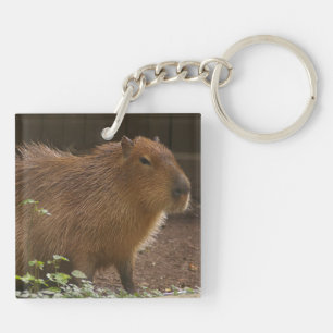 Capybara