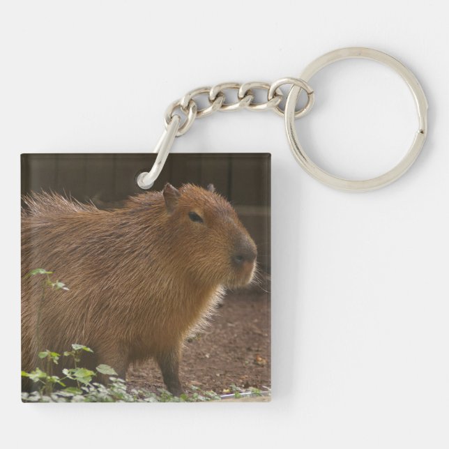 Capybara (Dos)