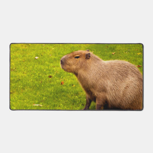 Capybara