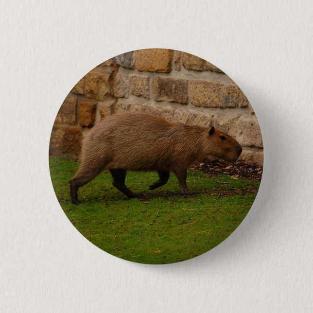 capybara 2 inch round button (Front)