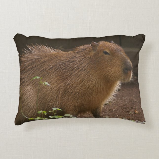 Capybara Accent Pillow (Front)