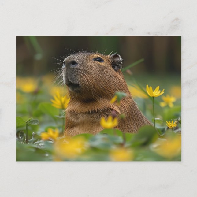 Capybara Among Yellow Water Lilies Postcard (Front)