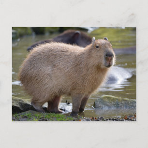 Capybara at the edge of a pond postcard