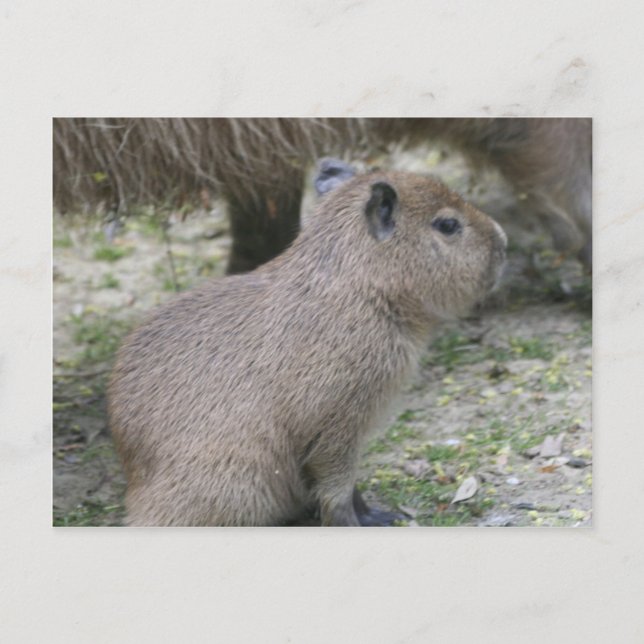 Capybara Babay Postcard (Front)