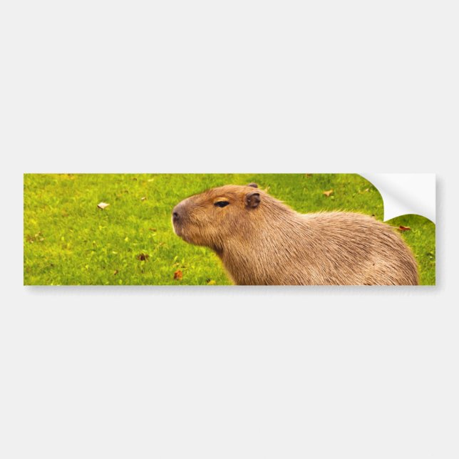 Capybara Bumper Sticker (Front)
