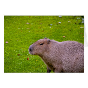 Capybara Card