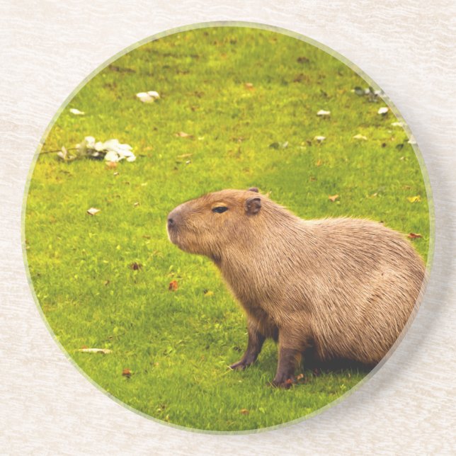 Capybara Coaster (Front)