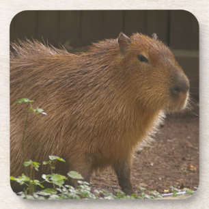 Capybara Coaster