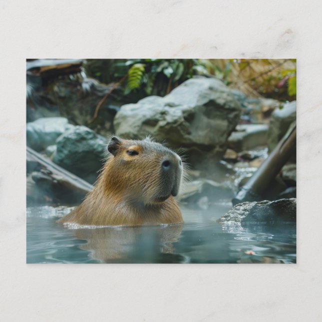 Capybara Enjoying Hot Spring Postcard (Front)