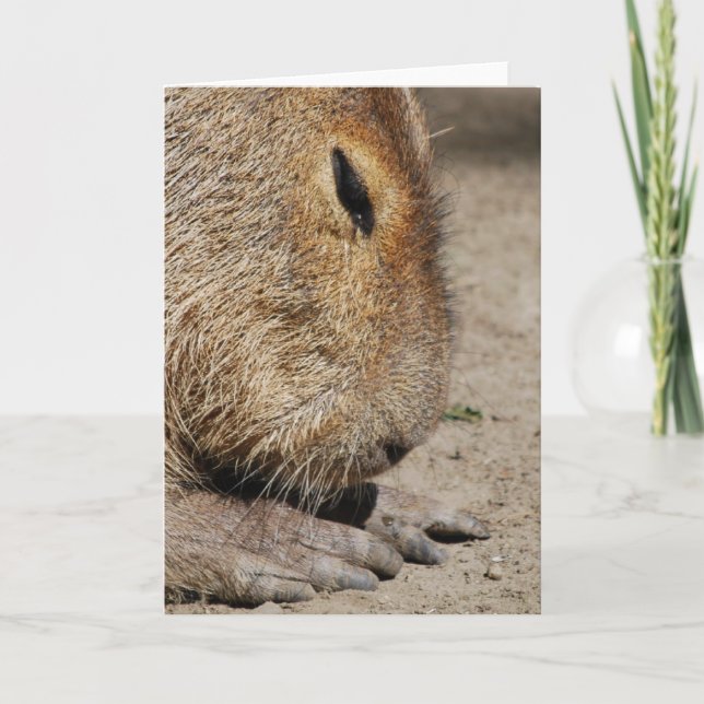Capybara Greeting Card (Front)