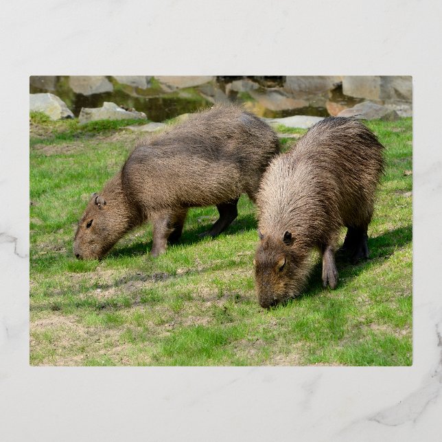 Capybara hydrochaeris foil holiday postcard (Front)