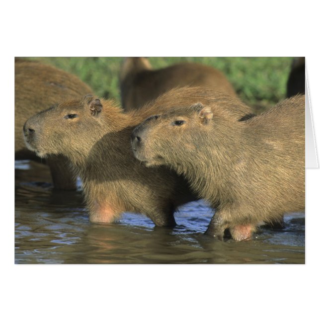 Capybara, Hydrochaeris hydrochaeris), du monde (Devant horizontal)