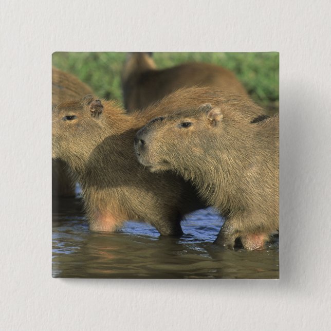Capybara, Hydrochaeris hydrochaeris), world's 2 Inch Square Button (Front)