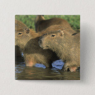 Capybara, Hydrochaeris hydrochaeris), world's 2 Inch Square Button