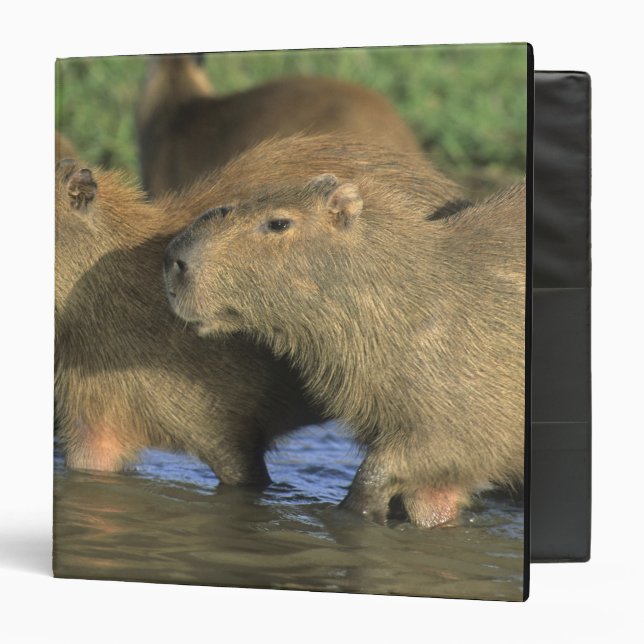 Capybara, Hydrochaeris hydrochaeris), world's Binder (Front/Inside)