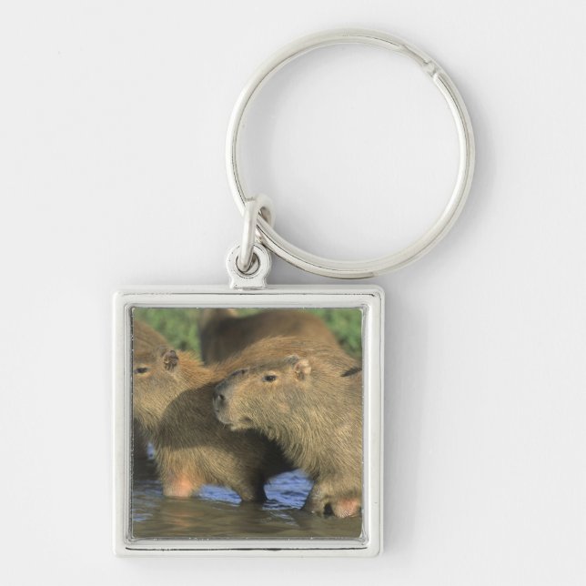 Capybara, Hydrochaeris hydrochaeris), world's Keychain (Front)