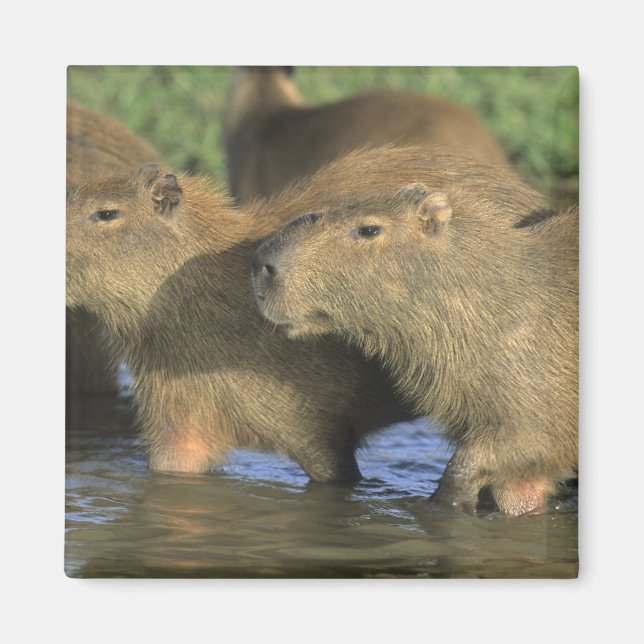 Capybara, Hydrochaeris hydrochaeris), world's Magnet (Front)