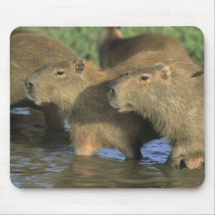 Capybara, Hydrochaeris hydrochaeris), world's Mouse Pad