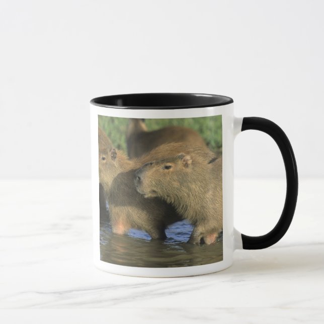 Capybara, Hydrochaeris hydrochaeris), world's Mug (Right)