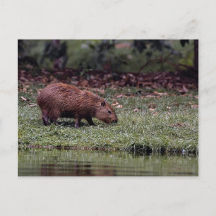 Capybara (Hydrochoerus hydrochaeris) Postcard