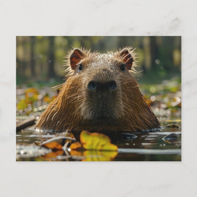 Capybara in Autumn Wetlands Postcard (Front)