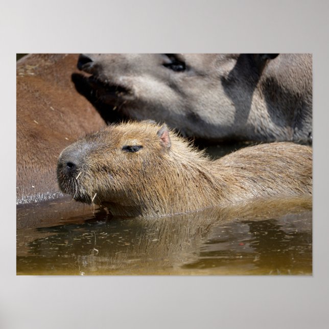 Capybara in water poster (Front)