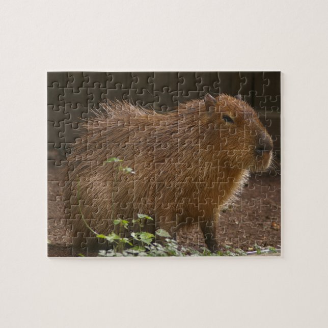 Capybara Jigsaw Puzzle (Horizontal)