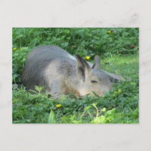 Capybara - Large Rodent Postcard