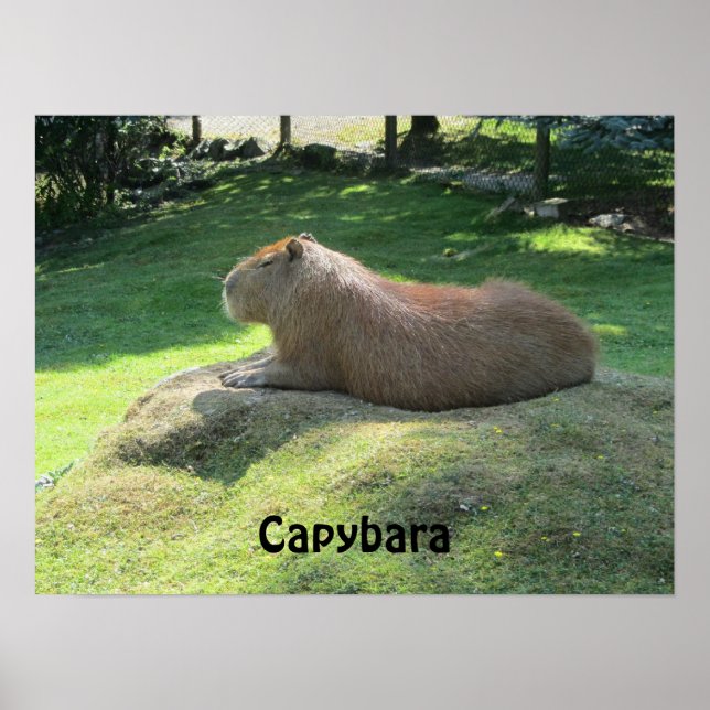 Capybara - Large Rodent Poster (Front)