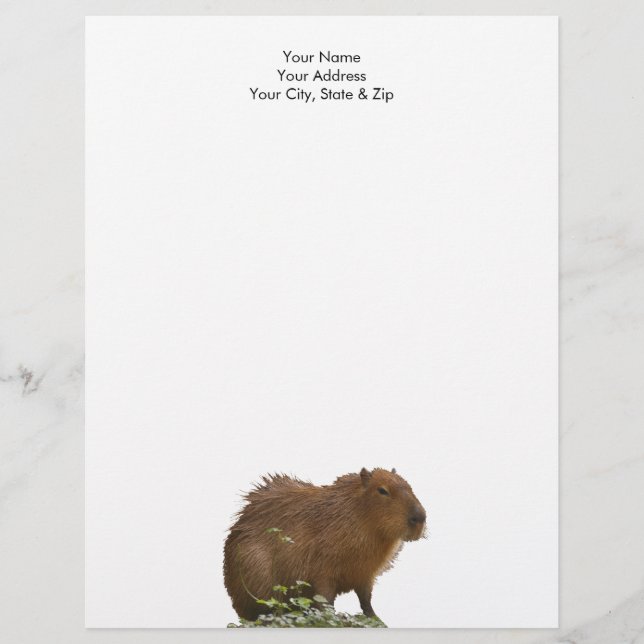 Capybara Letterhead (Front)