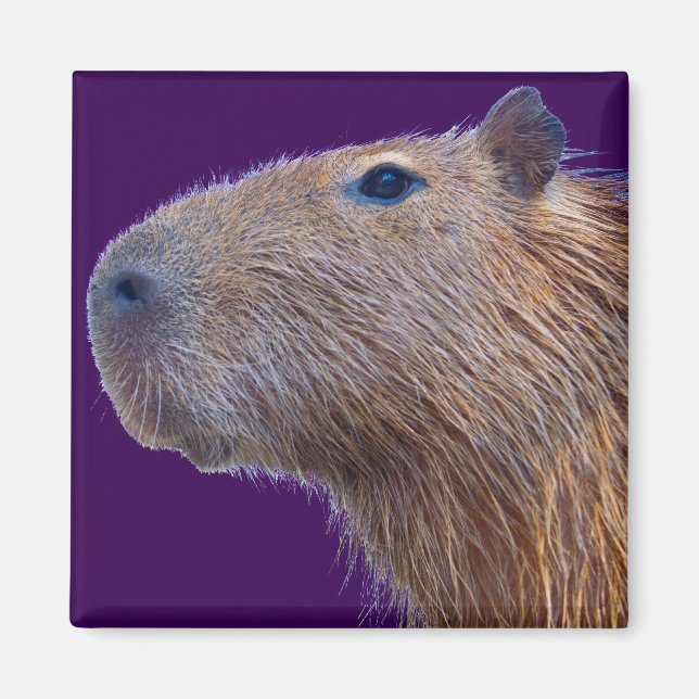 Capybara Magnet (Front)