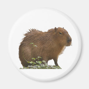 Capybara Magnet