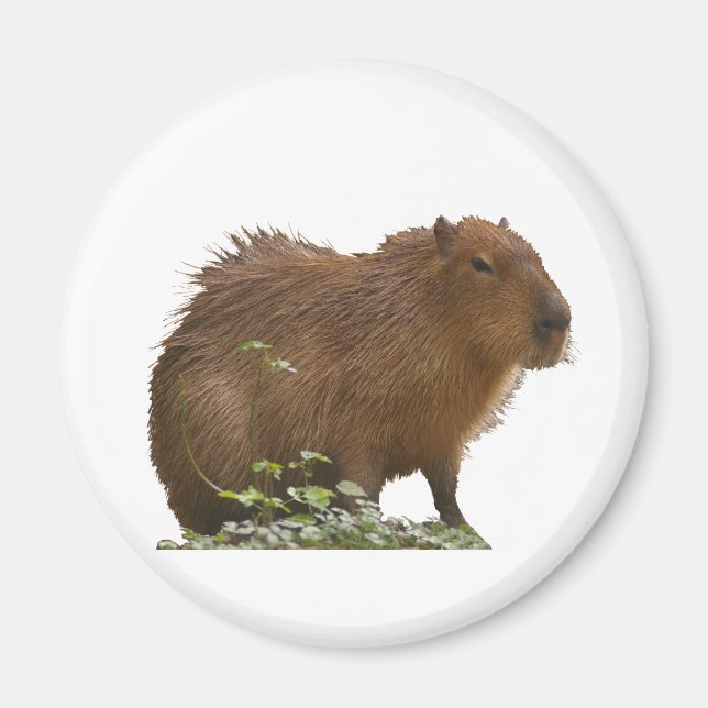 Capybara Magnet (Front)