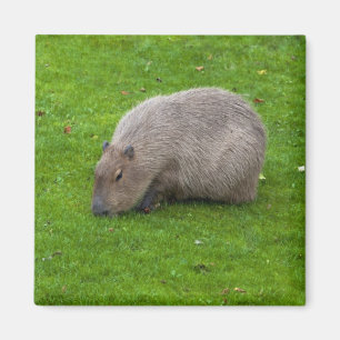 Capybara Magnet