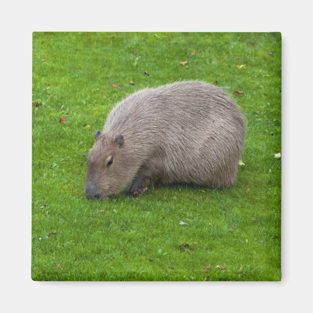 Capybara Magnet (Front)