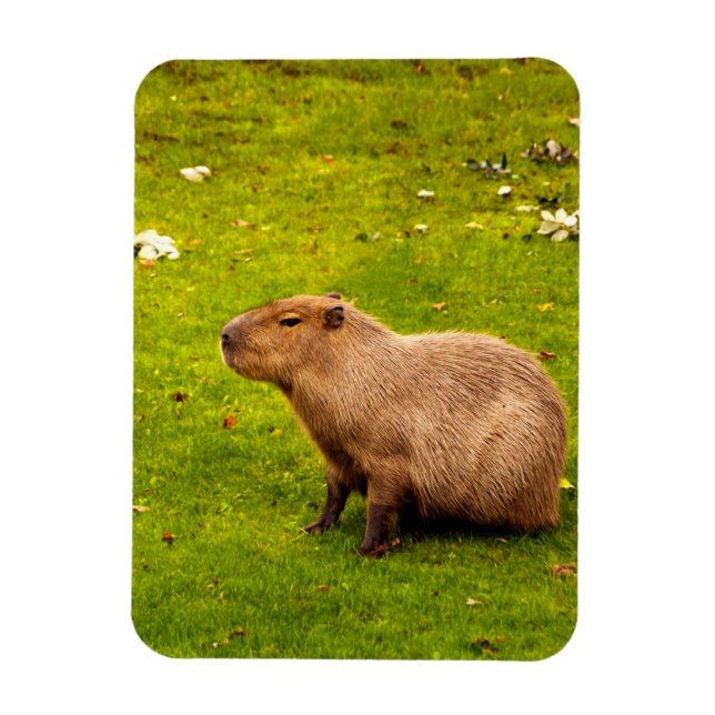 Capybara Magnet (Vertical)